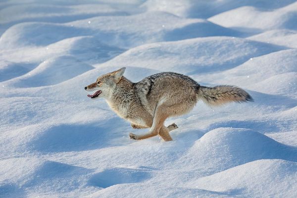 Jones, Adam 아티스트의 Coyote running through fresh snow-Yellowstone National Park-Wyoming작품입니다.